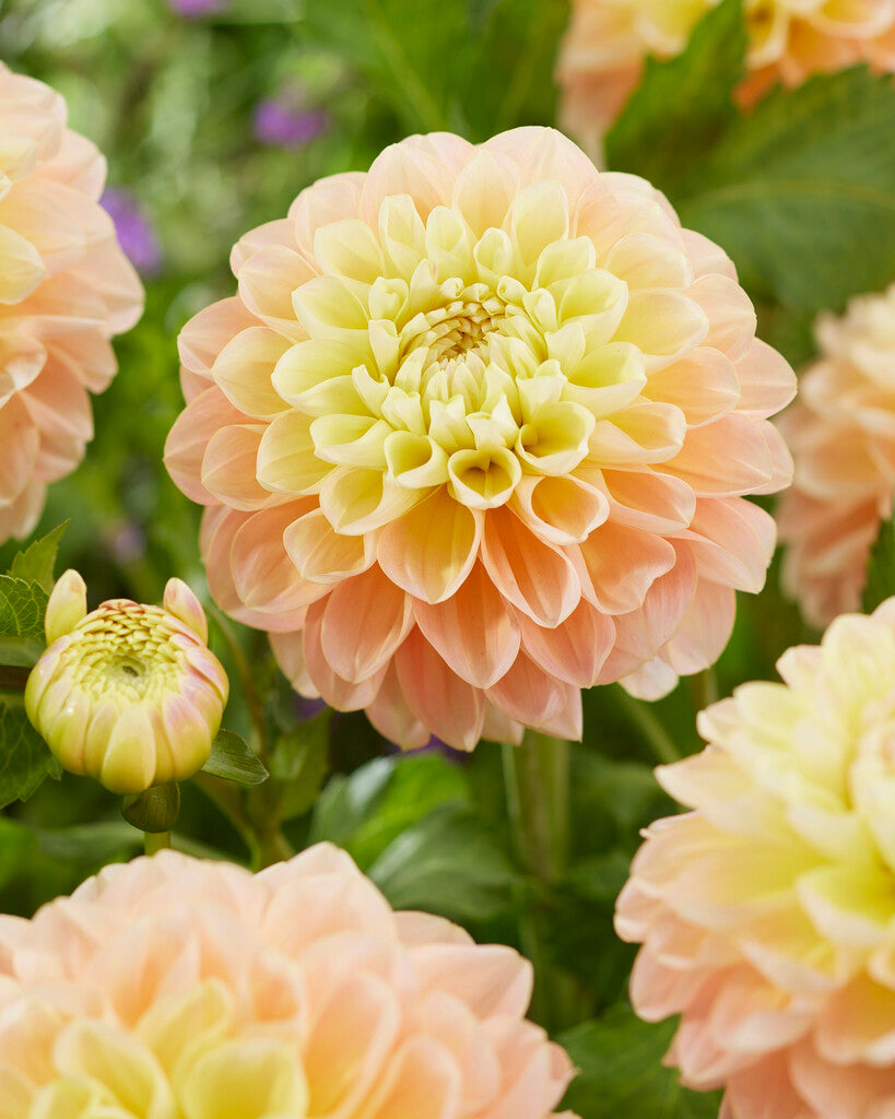 Dahlia Dekorativ Honey Dew 1-pakning NYHET